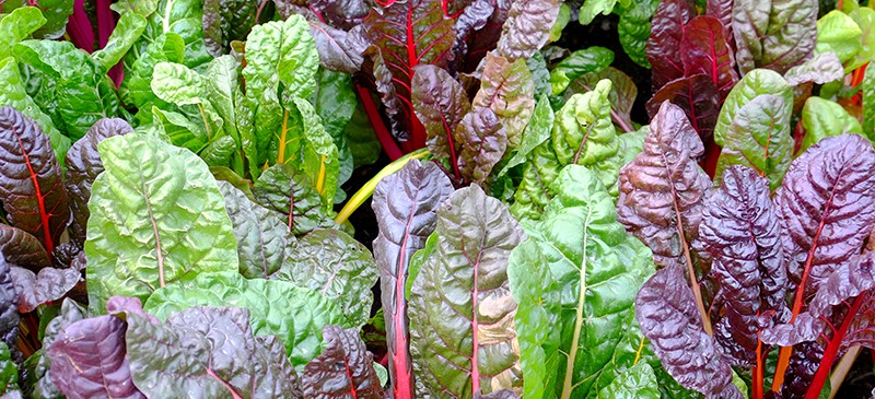 Swiss chard nutrition - Dr. Axe