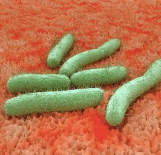 bacteria