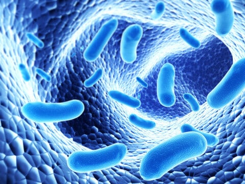 bacteria in the body