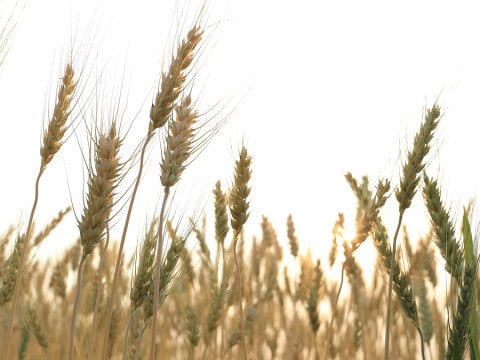 Barley Field