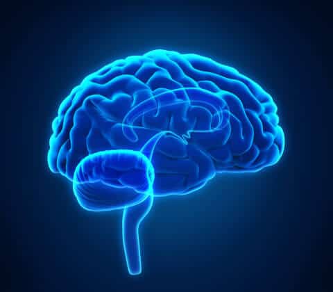 Human Brain Anatomy virtual illustration 