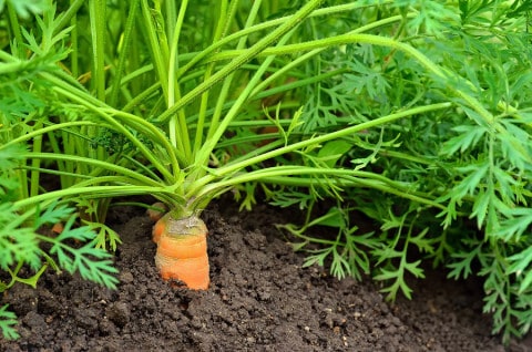 carrot plants 480x318 - WORTEL EN WORTELSAP GEZOND VOOR HART OGEN HUID EN HAAR + RECEPTEN BIJWERKINGEN EN VOEDINGSWAARDE  