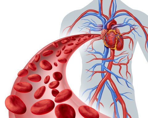 Blood cells and Heart Circulation illustration, circulatory system