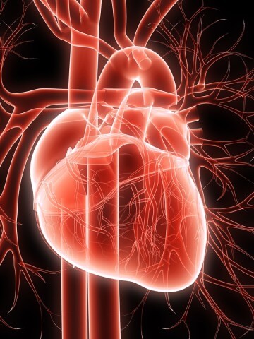 Human Heart illustration