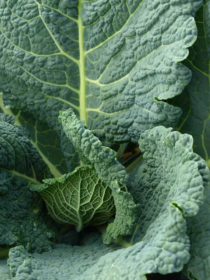 green kale, vegetable leaf 