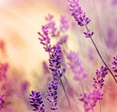 Lavender