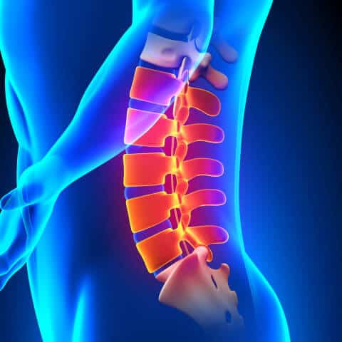 Lumbar Spine Anatomy