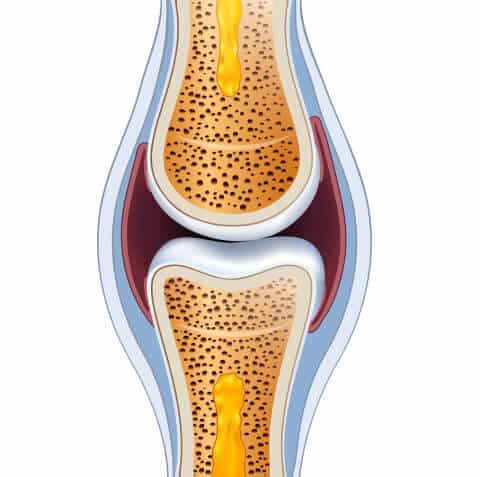 healthy joints & bone health, Bone density anatomy