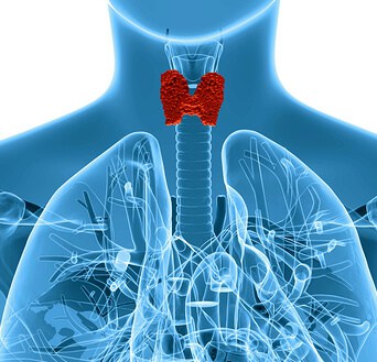 Human thyroid gland