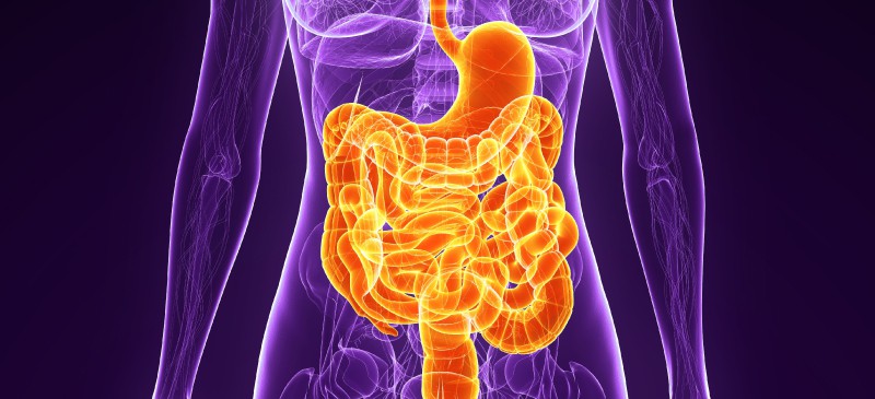 How the digestive system works - Dr. Axe
