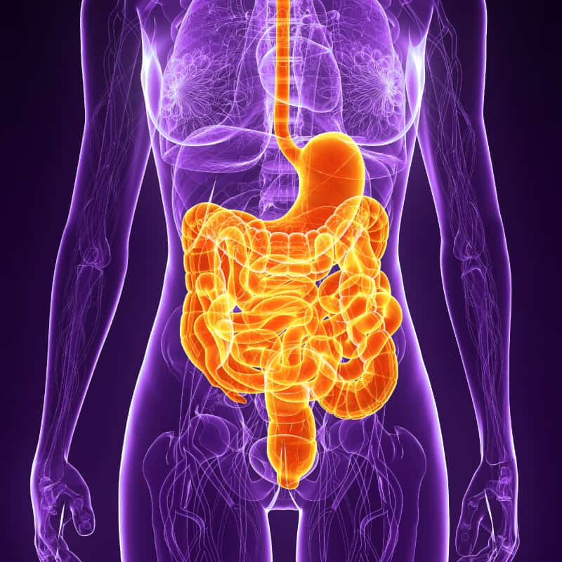 How Your Digestive System Works and How to Maintain It - Dr. Axe