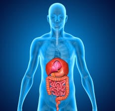 Digestive system