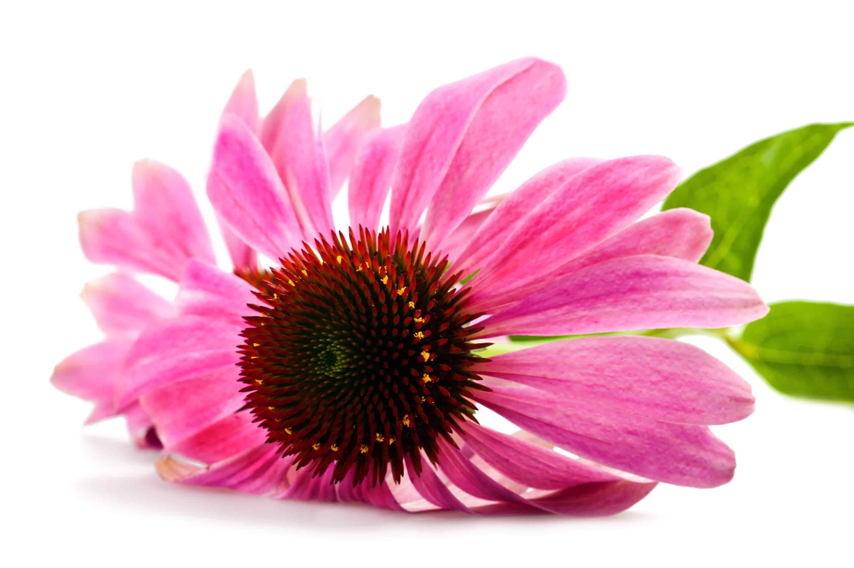 echinacea květ a její účinky