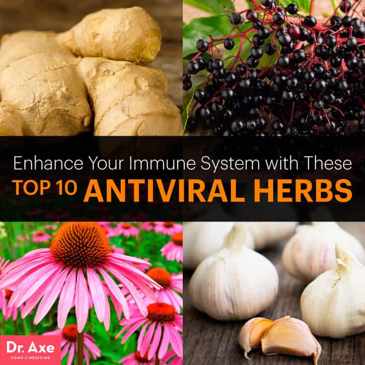 Image result for natural antiviral herbs