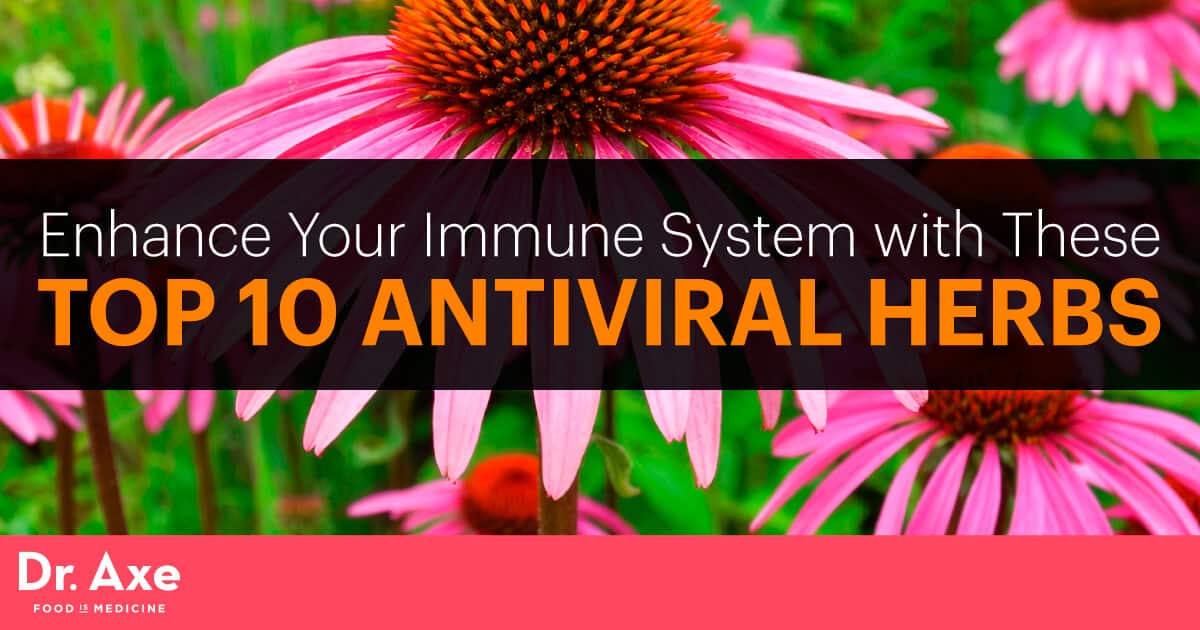 Antiviral Herbs Boost Immune System &amp; Fight Infection - Dr ...