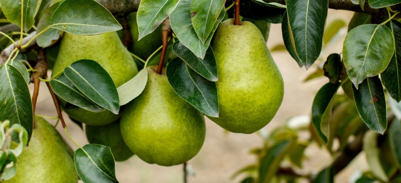 Red Bartlett Pear: Nutritional Info, Fun Facts, & More