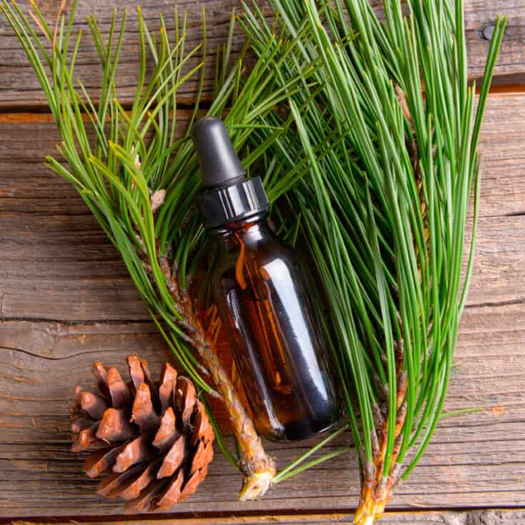 Pine Resin Turpentine Essential Oil - Organic (Pinus Pinaster)
