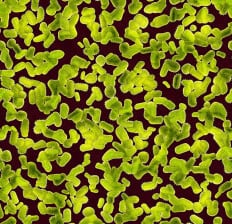 Bacteria - Dr. Axe