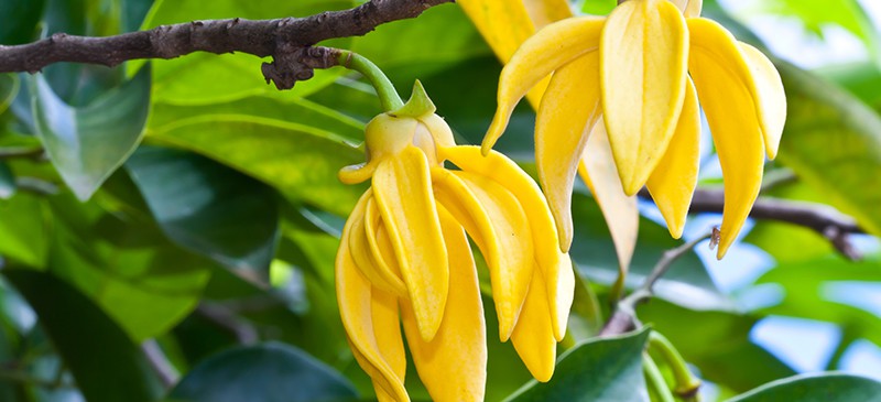 Ylang Ylang Flowers