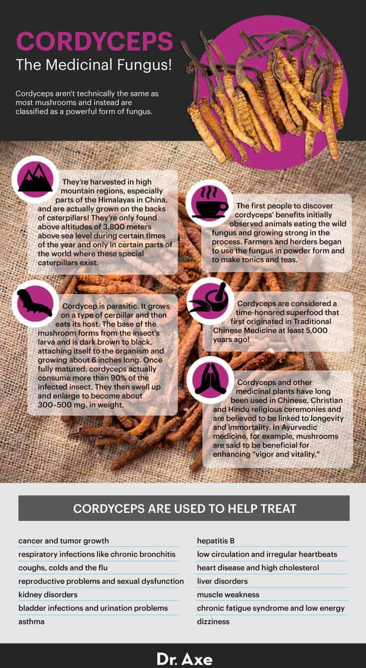 Cordyceps Benefits Uses Supplements Dosage and More Dr. Axe