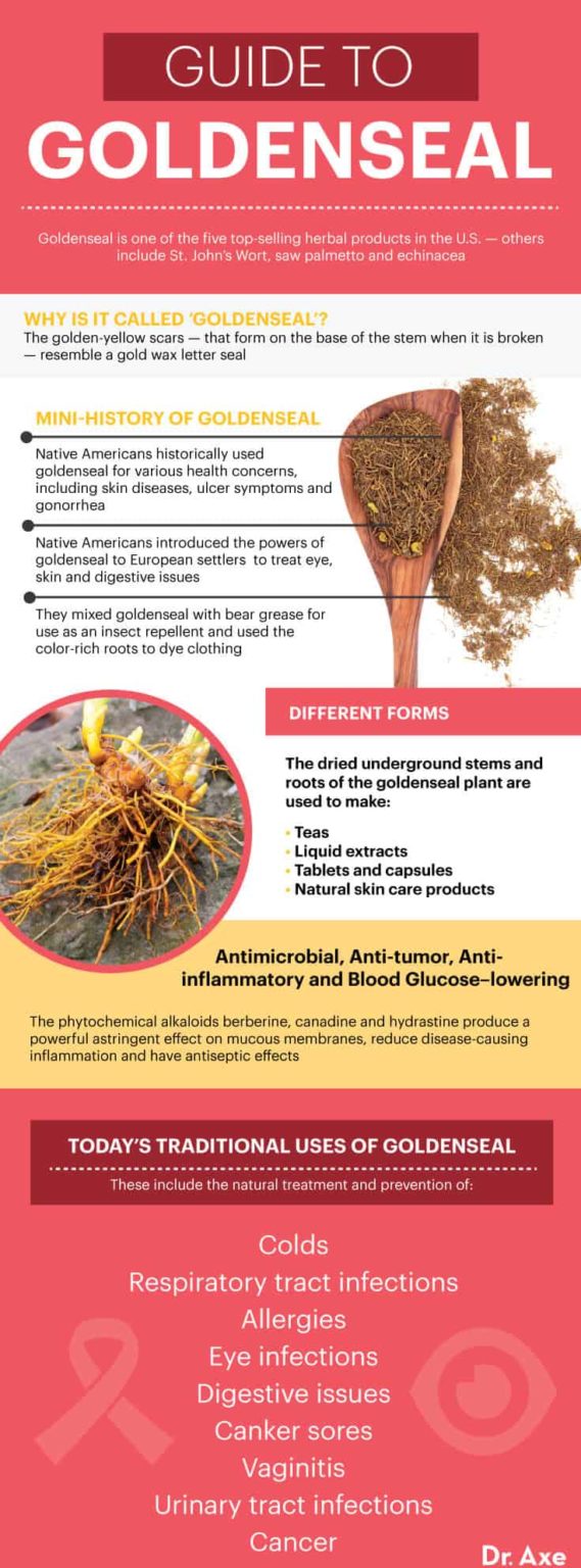 Goldenseal Benefits, Uses and Dosage Dr. Axe