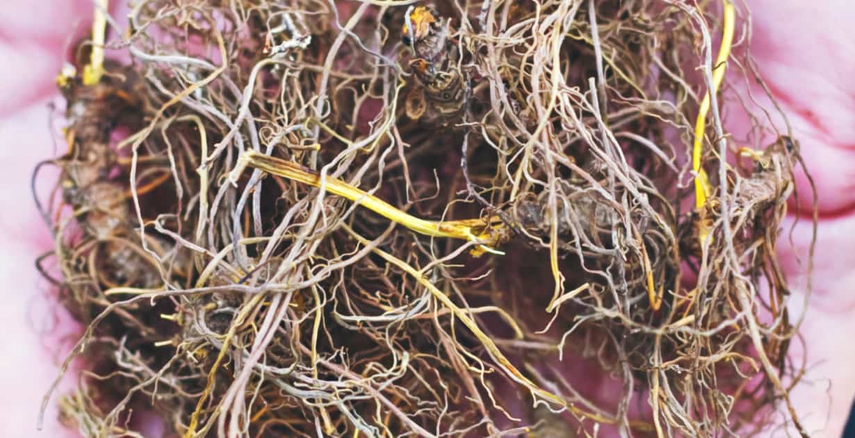 Goldenseal A Natural Antibiotic & Cancer Fighter Dr. Axe