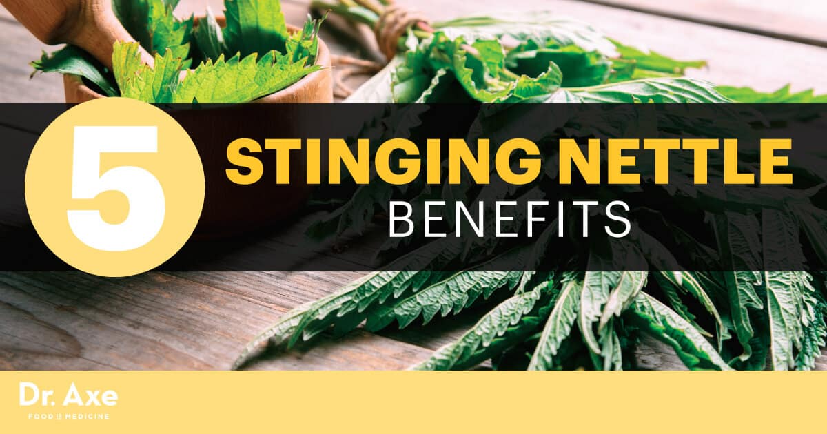 5 Proven, Remarkable Stinging Nettle Benefits - Dr. Axe