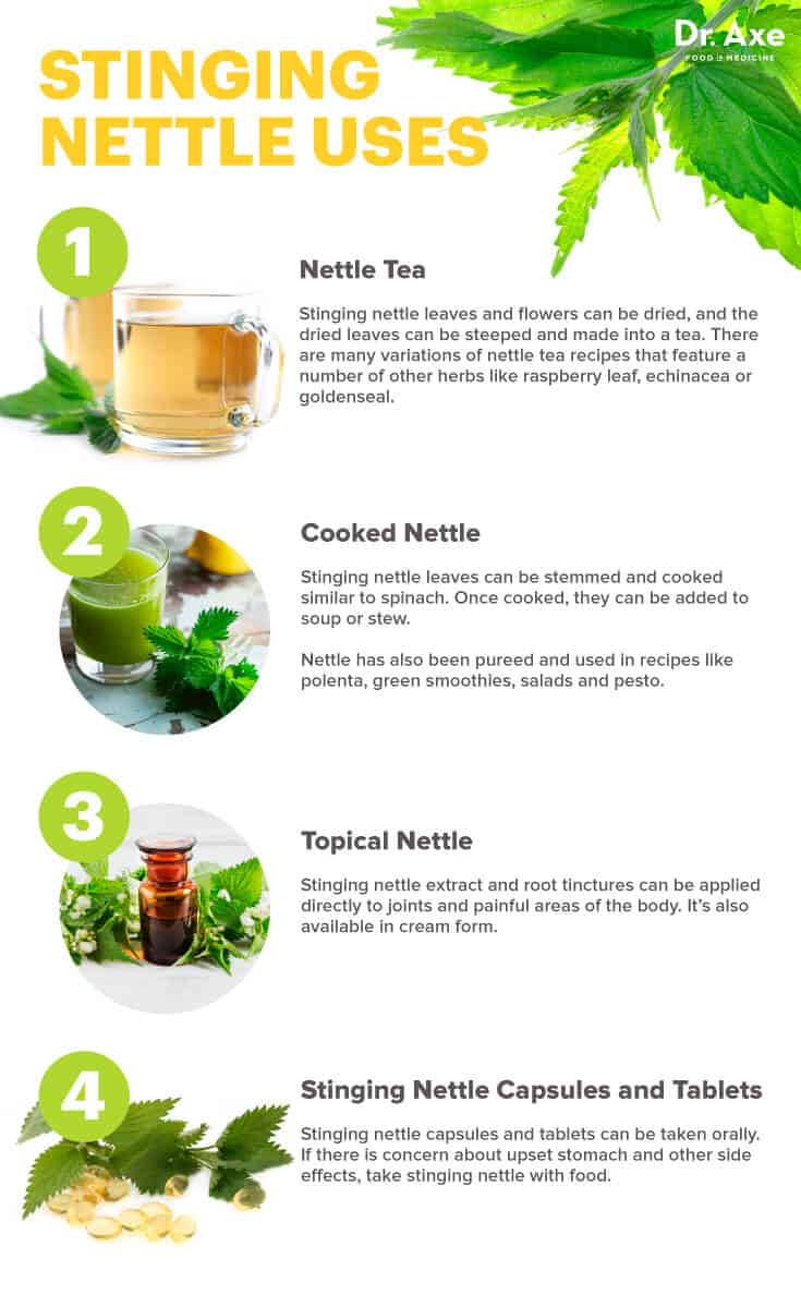 5 Proven Remarkable Stinging Nettle Benefits Dr Axe intended for health benefits of nettle tea pertaining to  Household
