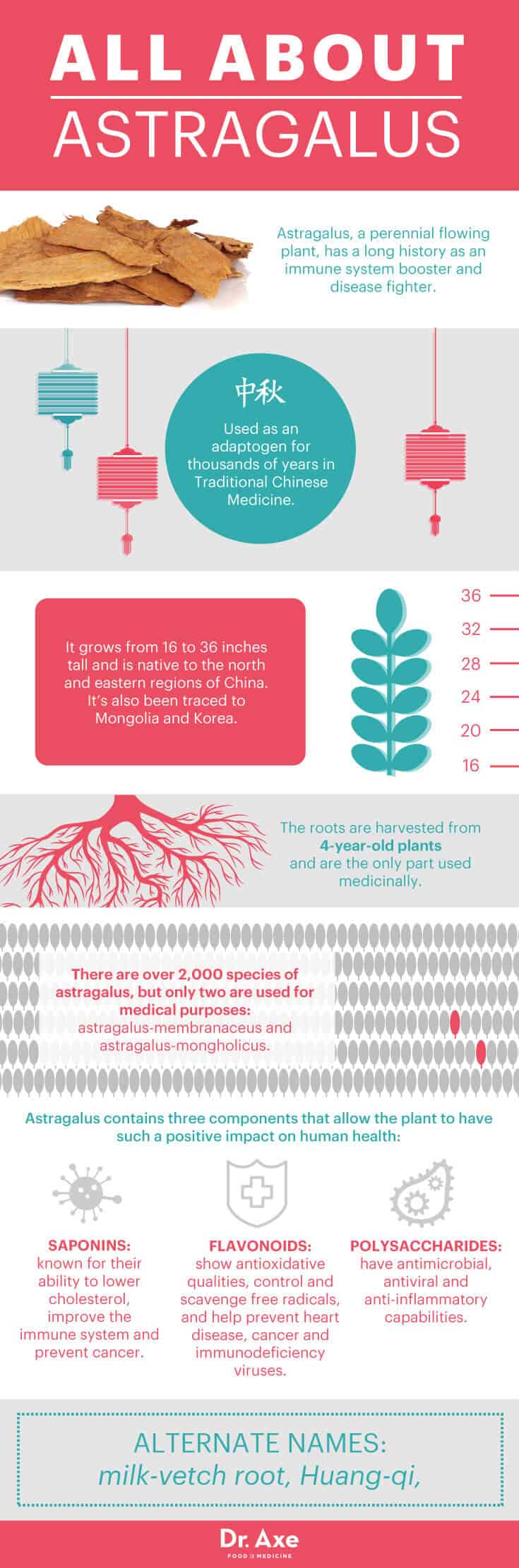 All about astragalus - Dr. Axe