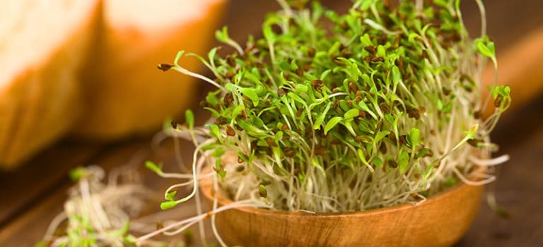 Alfalfa Sprouts Health Benefits, Nutrition Facts and Recipes - Dr. Axe