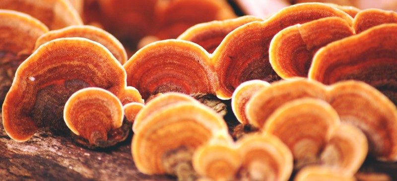 red reishi mushroom side effects