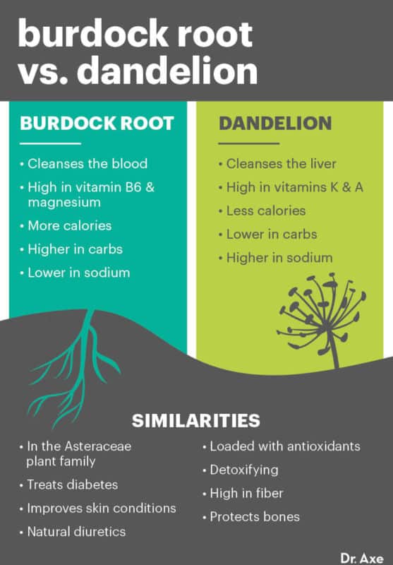 Is Burdock Root Good For Liver
