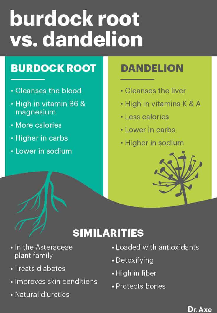 Burdock root vs. dandelion - Dr. Axe