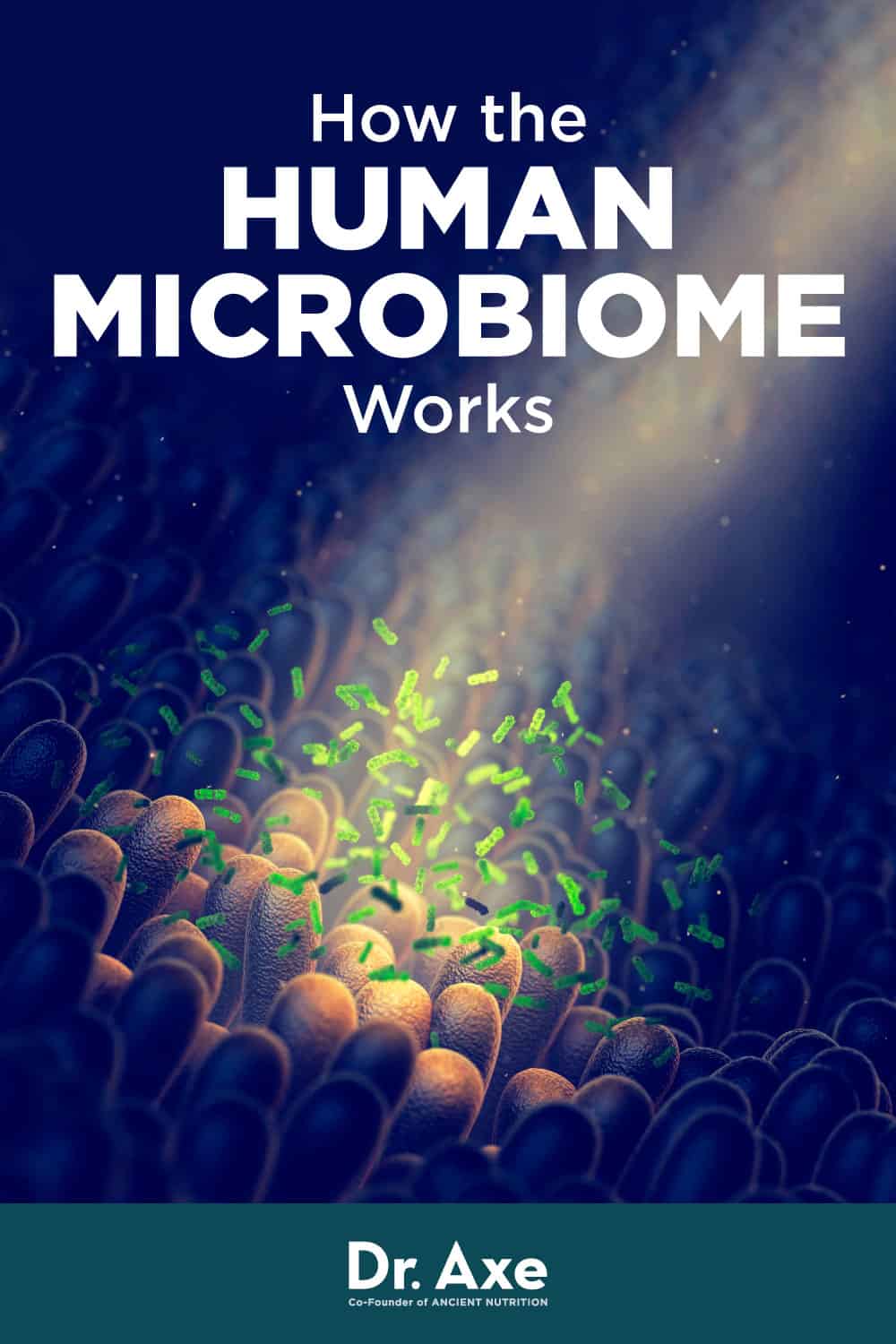 Microbiome - Dr. Axe