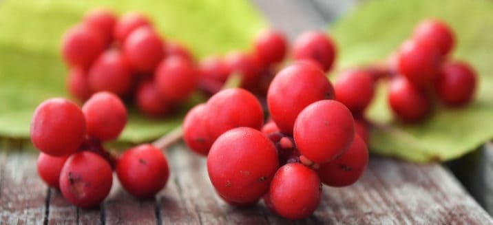 Schisandra Benefits, Uses, Forms And Side Effects - Dr. Axe