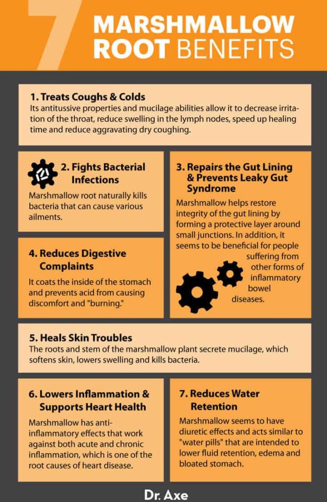 Marshmallow Root Benefits, Uses, Risks, Side Effects and More Dr. Axe