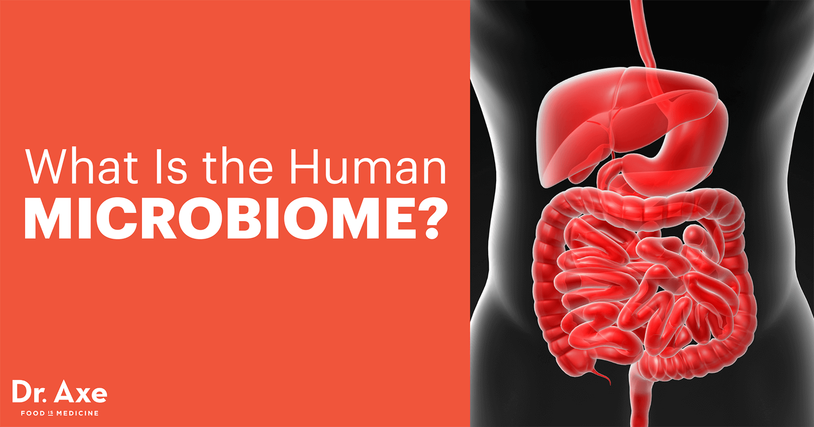 Human Microbiome How It Works a Diet for Gut Health