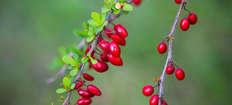 A Wandering Botanist Barberries And Wheat