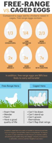 Egg Nutrition Facts, Health Benefits, Recipes and Risks - Dr. Axe