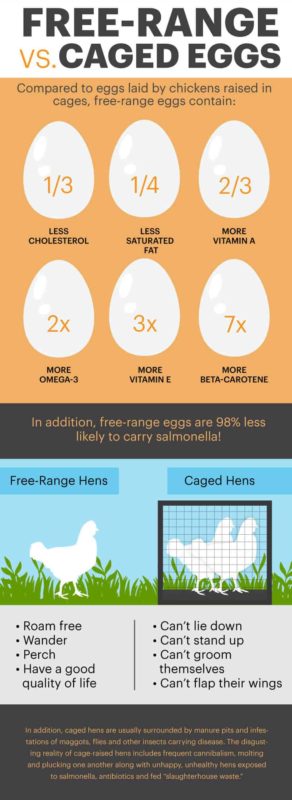 Egg Nutrition Facts, Health Benefits, Recipes and Risks - Dr. Axe