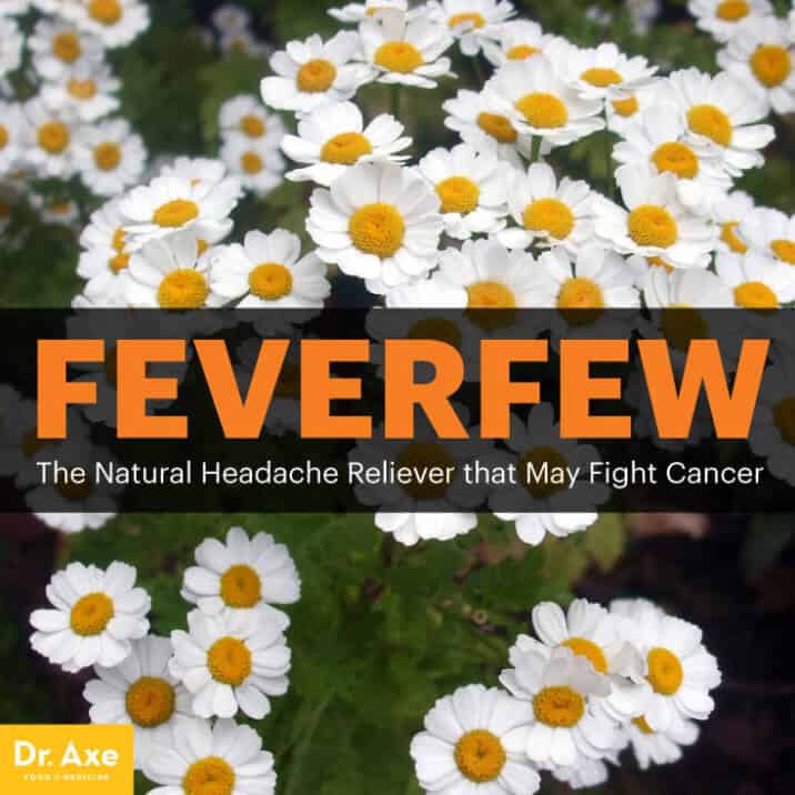 Feverfew Benefits, Uses and Supplement Dosage Dr. Axe