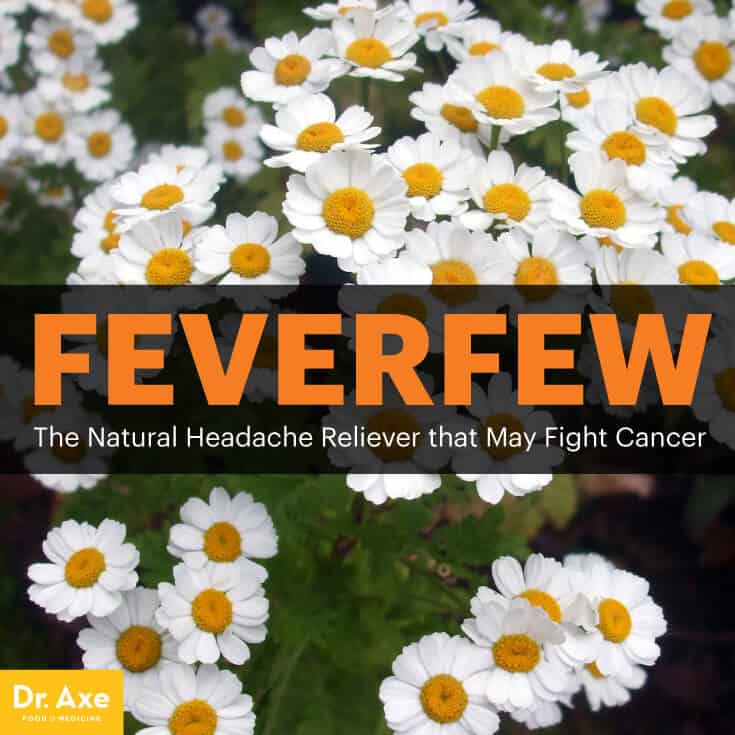 Feverfew - Dr. Axe