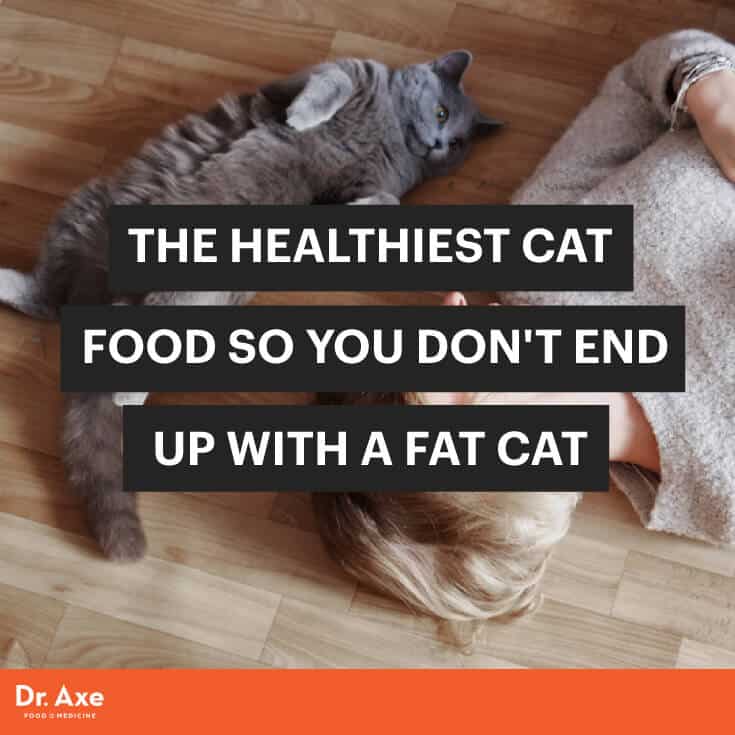 What s the Healthiest Cat  Food  So We Don t Get Fat  Cats  