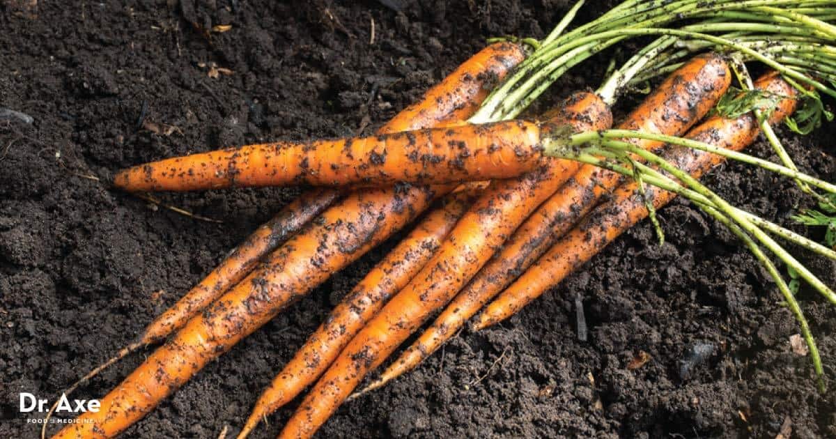 Why You Should Eat Dirt - Yes, Dirt!