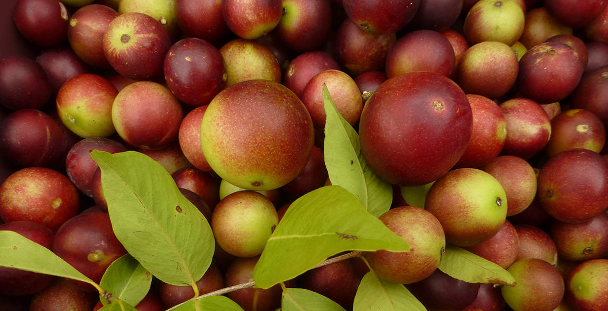 Camu Camu Health Benefits, Nutrition Facts and Uses - Dr. Axe