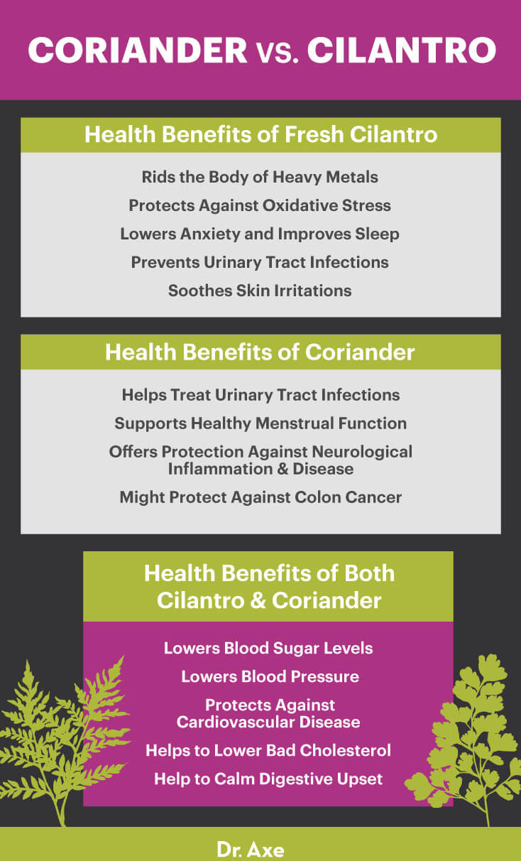 Coriander vs. cilantro - Dr. Axe