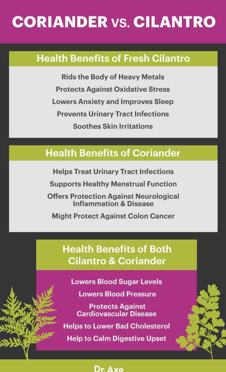 Coriander vs. cilantro - Dr. Axe