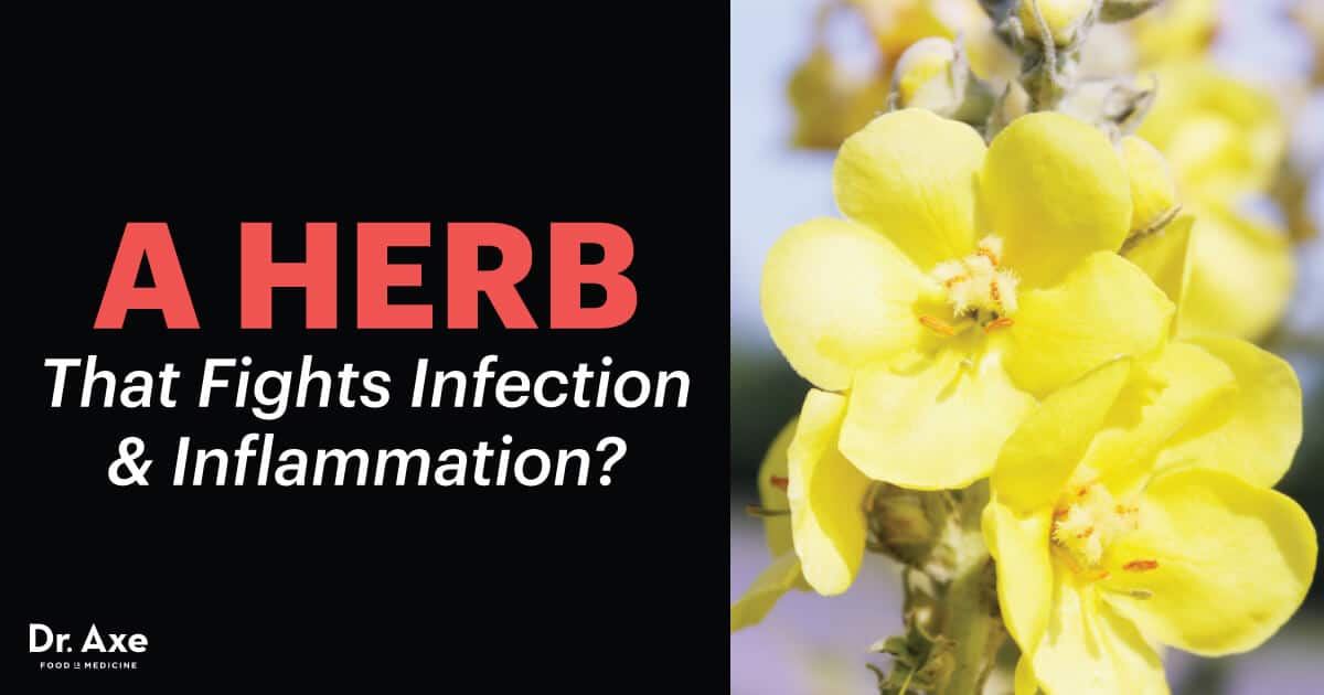 Mullein The Medicinal Herb that Fights Infections & Inflammation Dr. Axe