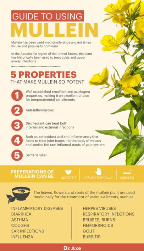 Mullein Benefits, Uses and How to Make the Tea - Dr. Axe