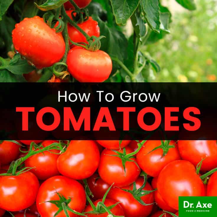 How to Grow Tomatoes (And Why Everyone Should) - Dr. Axe